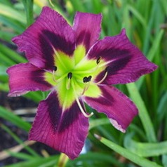 MELODY ANNE MARSHALL